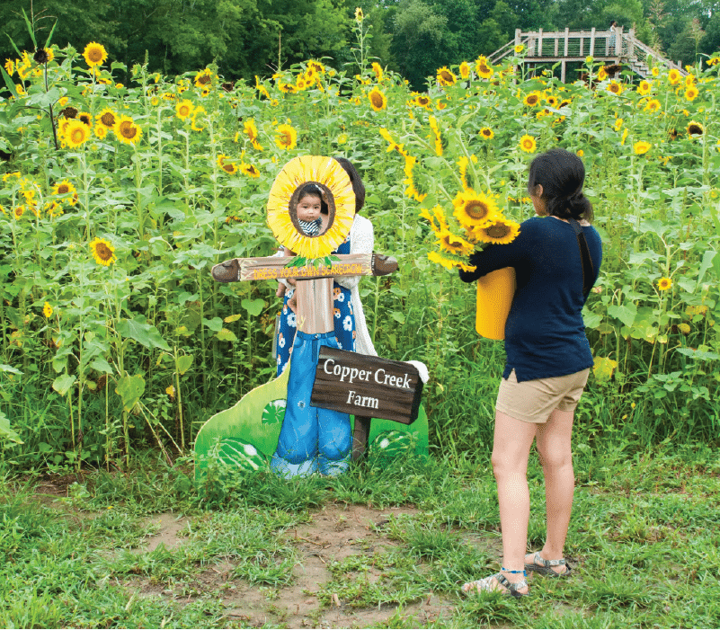 image of sunflower selfies