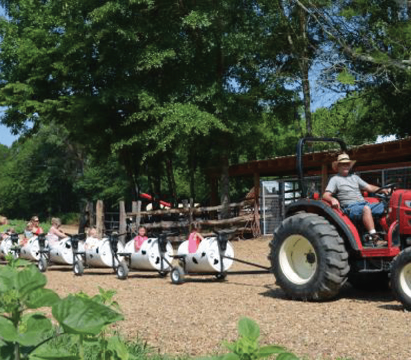 image of sunflower festival kid activities