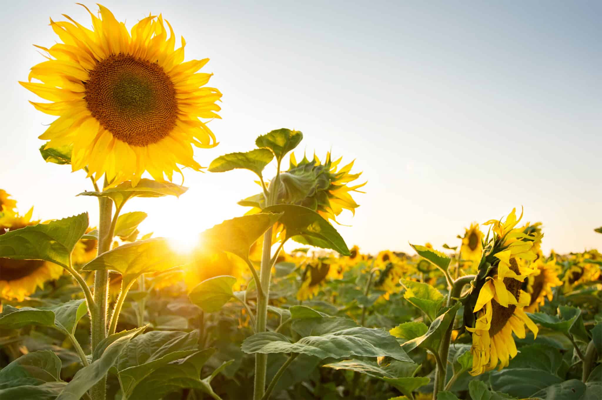 The Sunflower Festival Returns to Copper Creek Farm – June 2022