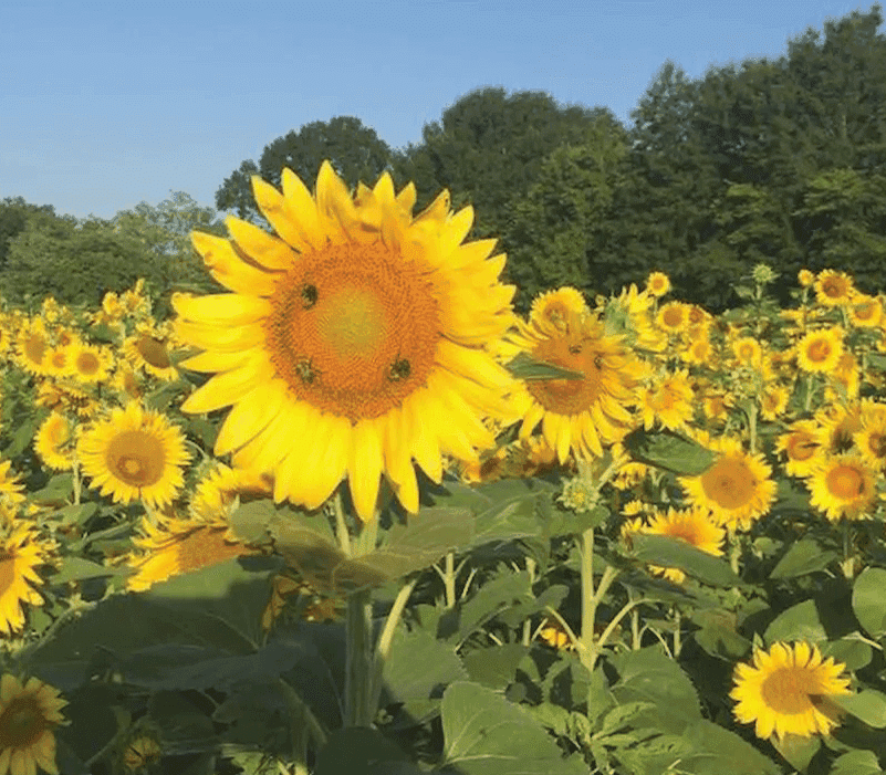 image of copper creek farm sunflowers