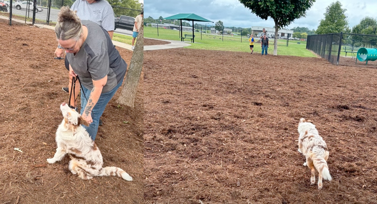 City Bark Dog Park - Calhoun, GA