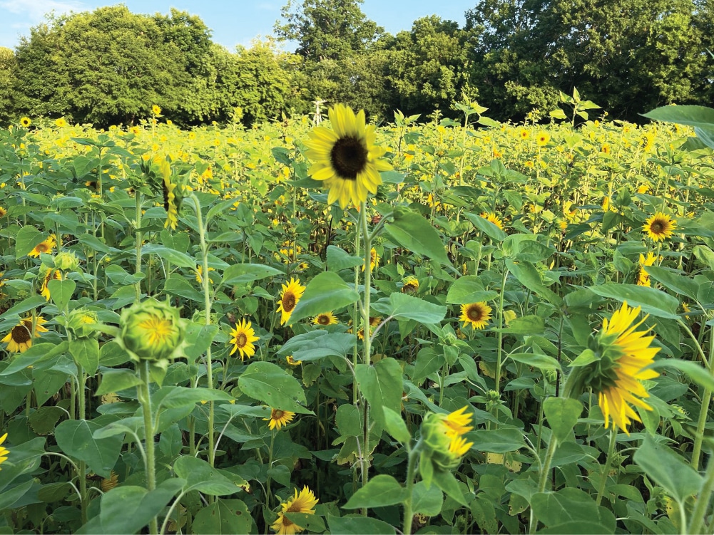 Copper Creek Farm Sunflower Festival - Calhoun GA