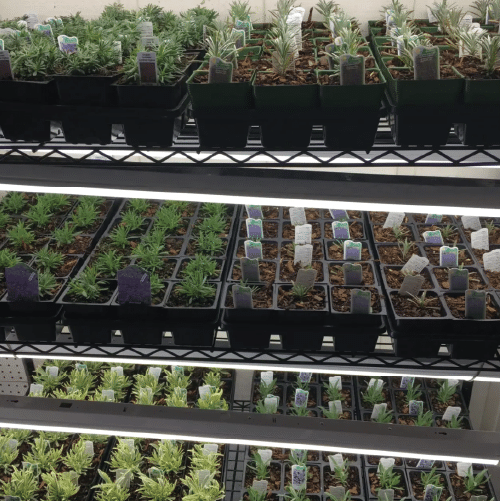 image of plants from Saddle Creek Lavender Farm