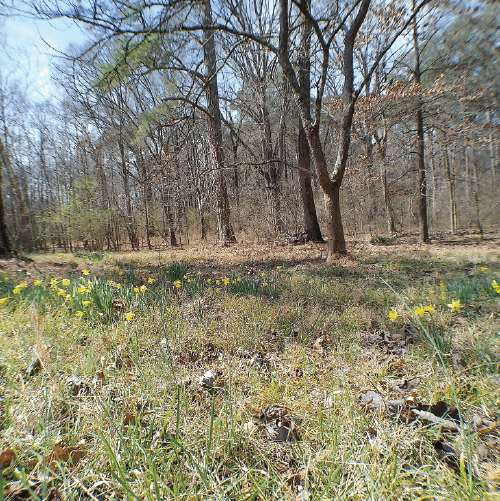 image for Wildflowers at New Echota Historic Site