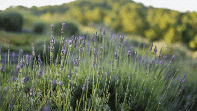 image of lavender in calhoun gordon county