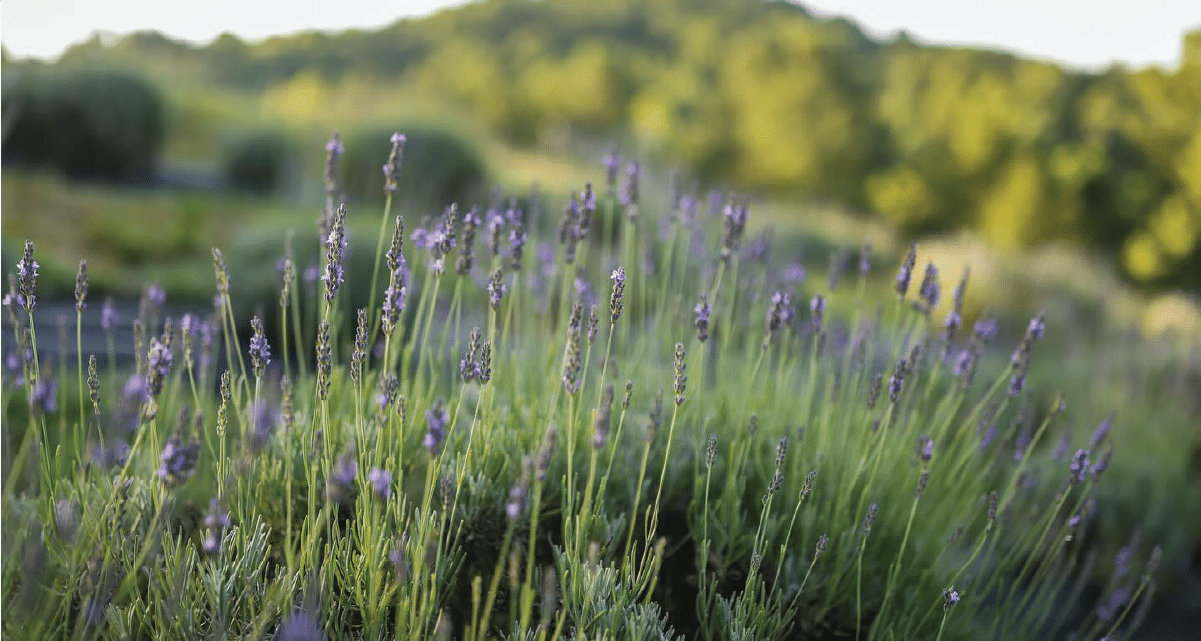 image of lavender in calhoun gordon county