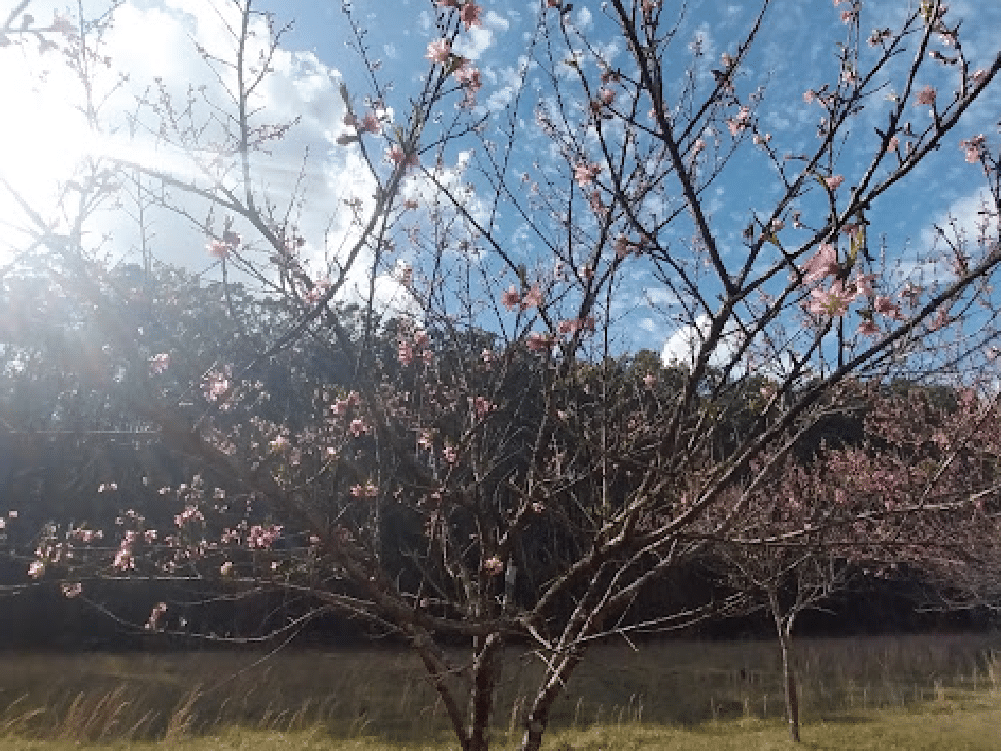 Spring is Sprung: New Echota Spring Hike Event | Calhoun, GA